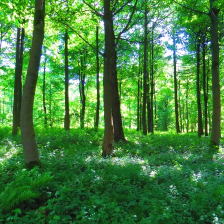 trees